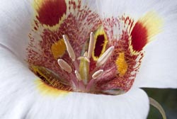 calochortus venustus 2 thumbnail graphic